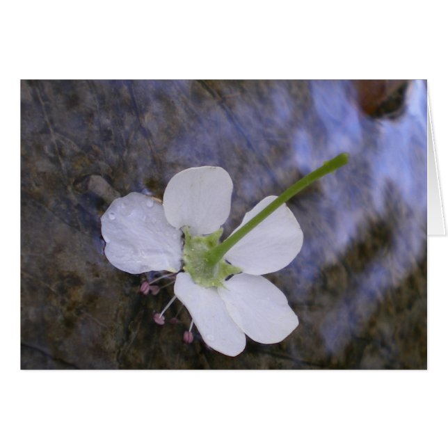 Tanzen auf Wasser (Vorderseite (Horizontal))