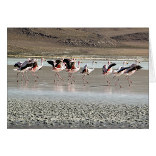 Tanzen-Flamingos - rot, rosa, schwarz, weiß auf