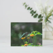 Tanzen Hummingbird Postkarte (Stehend Vorderseite)