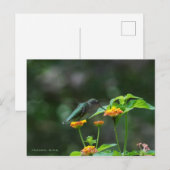 Tanzen Hummingbird Postkarte (Vorne/Hinten)