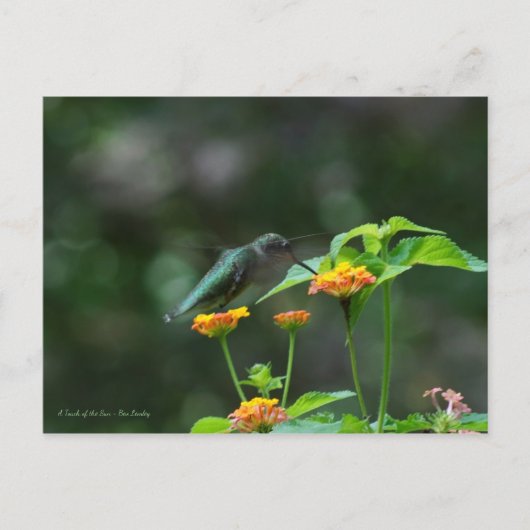Tanzen Hummingbird Postkarte (Vorderseite)