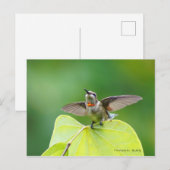 Tanzen und Hummen! Postkarte (Vorne/Hinten)