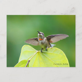 Tanzen und Hummen! Postkarte