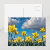 Tanzende Narzissen Postkarte (Vorne/Hinten)