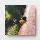 Tanzende Raupe Fotoplatte (Vorderseite)