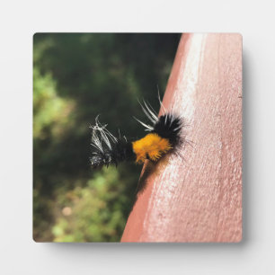 Tanzende Raupe Fotoplatte