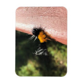 Tanzende Raupe Magnet (Vertikal)