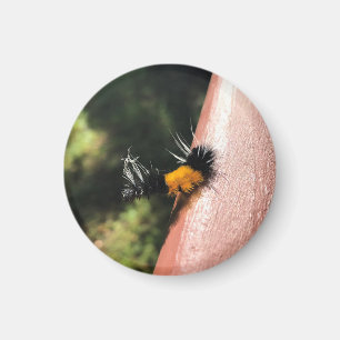 Tanzende Raupe Magnet