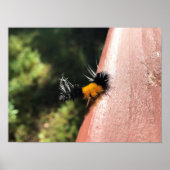 Tanzende Raupe Poster (Vorne)