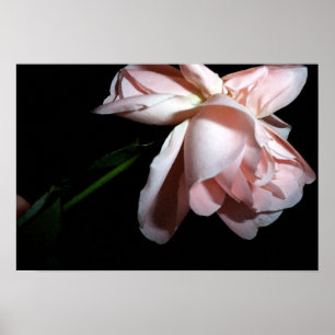 Tanzende Rose 19x13 Poster