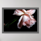 Tanzende Rose Poster (Vorne)