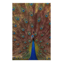 Tanzender Pfau (Porträt)