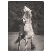 TanzenStallions Klemmbrett (Rückseite)