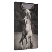 TanzenStallions Klemmbrett (Rechts)