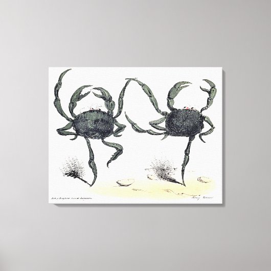 Tanzkrabben auf Tuch Leinwanddruck (Vorderseite)