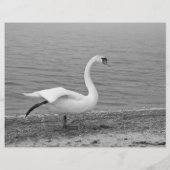 Tanzschwan Flyer (Hinten)