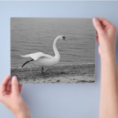 Tanzschwan Flyer (Hand)