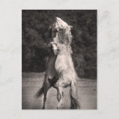 Tanzställe Postkarte (Vorderseite)