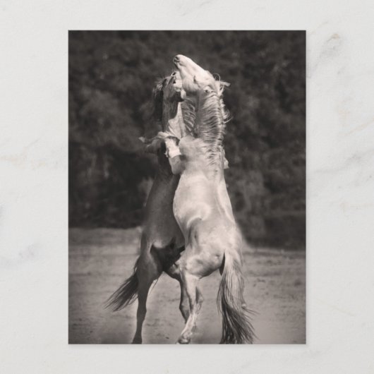 Tanzställe Postkarte (Vorderseite)