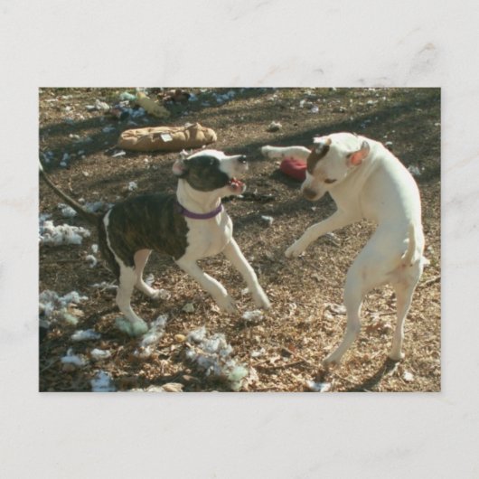 Tanztage Postkarte (Vorderseite)