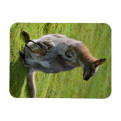 Tapaby mit rotem Hals und Freude Magnet (Horizontal)