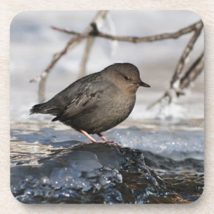 Tapfere Amerikanische Wasseramsel Getränkeuntersetzer
