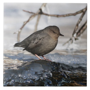 Tapfere Wasseramsel Fliese