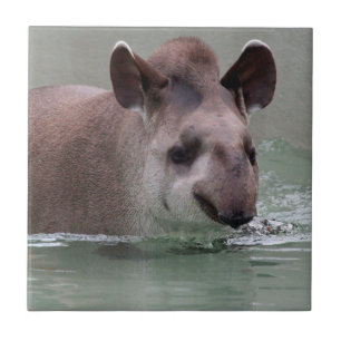 Tapir_2015_0101 Fliese
