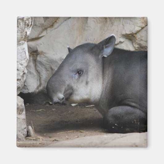 Tapir Magnet (Vorne)