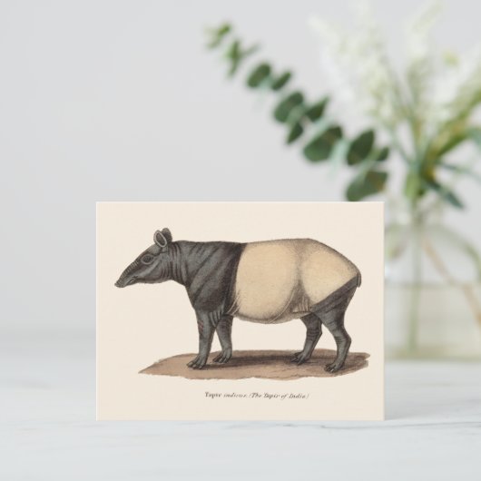 TAPIR POSTCARD POSTKARTE (Stehend Vorderseite)