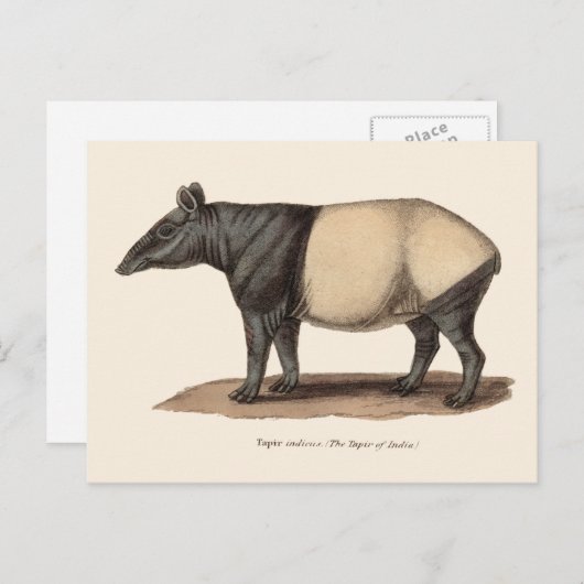 TAPIR POSTCARD POSTKARTE (Vorne/Hinten)