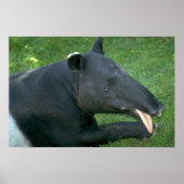 Tapir Poster (Vorne)