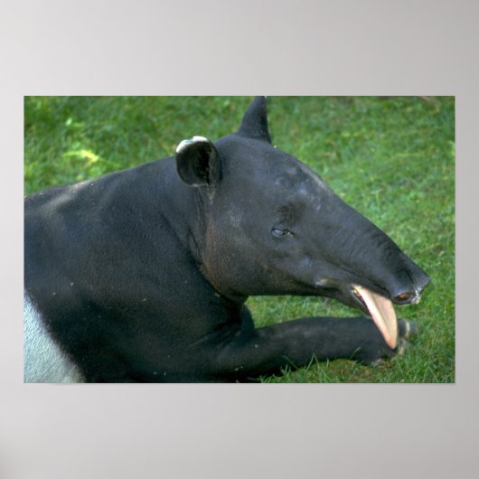 Tapir Poster (Vorne)
