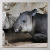 Tapir Poster (Vorne)