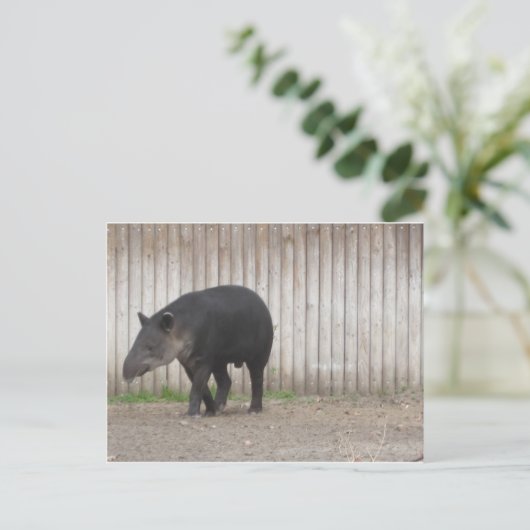 Tapir Postkarte (Stehend Vorderseite)