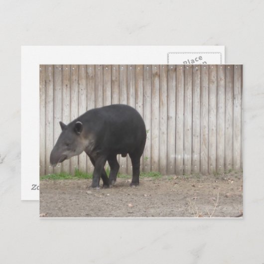 Tapir Postkarte (Vorne/Hinten)