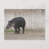 Tapir Postkarte (Vorderseite)