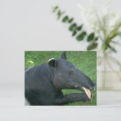 Tapir Postkarte (Stehend Vorderseite)