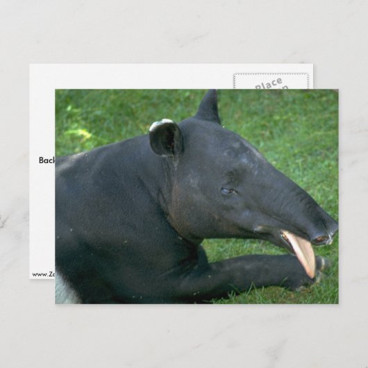 Tapir Postkarte (Vorne/Hinten)