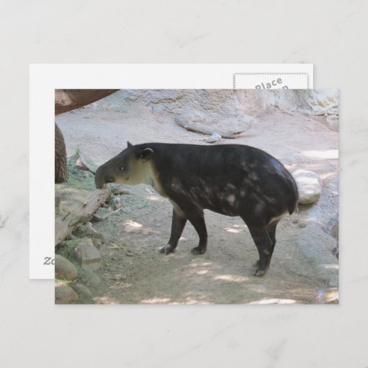 Tapir-Postkarte Postkarte (Vorne/Hinten)