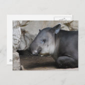 Tapir-Postkarte Postkarte (Vorne/Hinten)