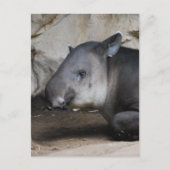 Tapir-Postkarte Postkarte (Vorderseite)
