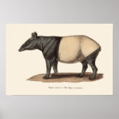 TAPIR PRINT POSTER (Vorne)