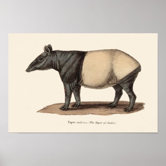 TAPIR PRINT POSTER (Vorne)