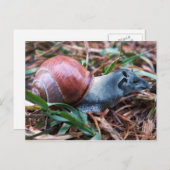 Tapisnail-Postkarte Postkarte (Vorne/Hinten)