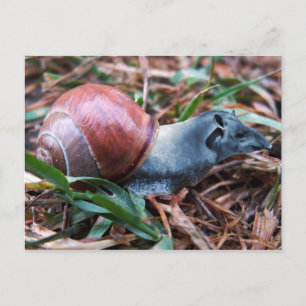 Tapisnail-Postkarte Postkarte