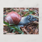 Tapisnail-Postkarte Postkarte (Vorderseite)