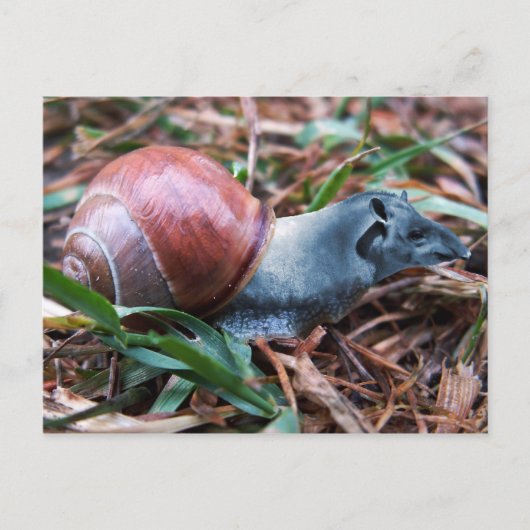 Tapisnail-Postkarte Postkarte (Vorderseite)