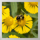 Tapping In Poster (Vorne)