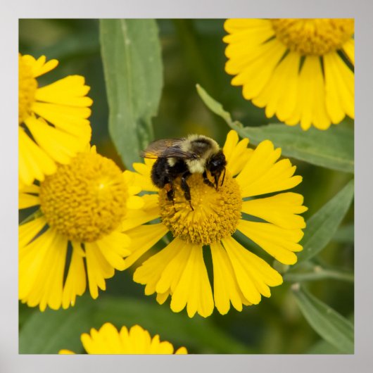 Tapping In Poster (Vorne)